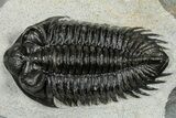 Detailed Coltraneia Trilobite Fossil - Huge Faceted Eyes #328570-2